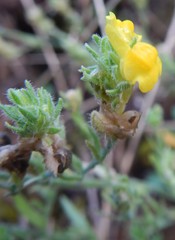 Linaria saxatilis