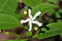 Tabernaemontana pandacaqui