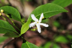 Tabernaemontana pandacaqui
