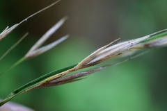 Bromus vulgaris