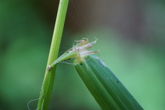 Bromus vulgaris