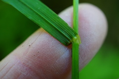 Bromus vulgaris