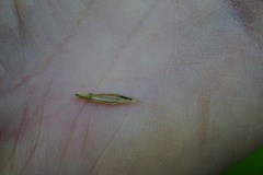 Bromus vulgaris