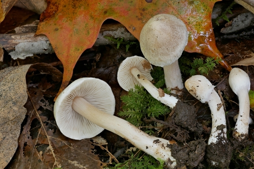 Inocybe subdestricta · iNaturalist