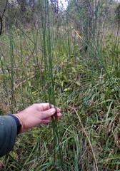 Equisetum × moorei
