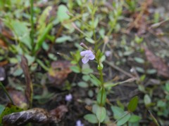 Lindernia procumbens