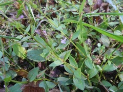 Lindernia procumbens