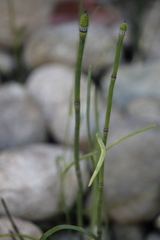 Equisetum × trachyodon