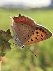 Lycaena phlaeas daimio