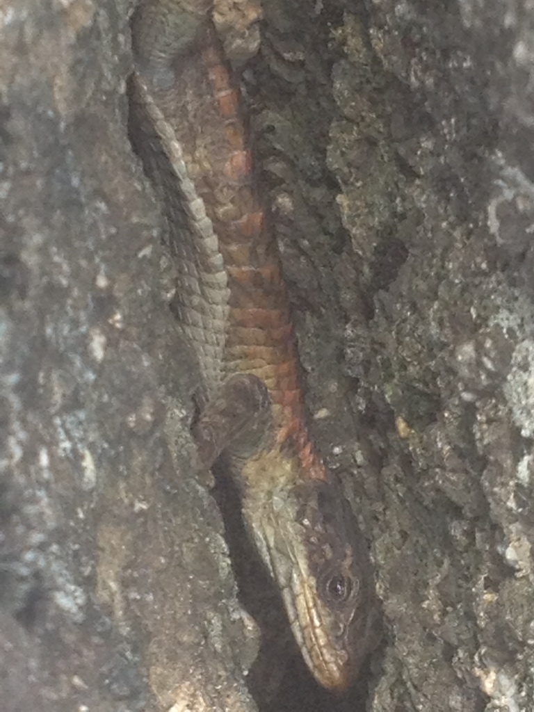 Cape Girdled Lizard From Cape Winelands, Za-wc, Za On August 24, 2020 