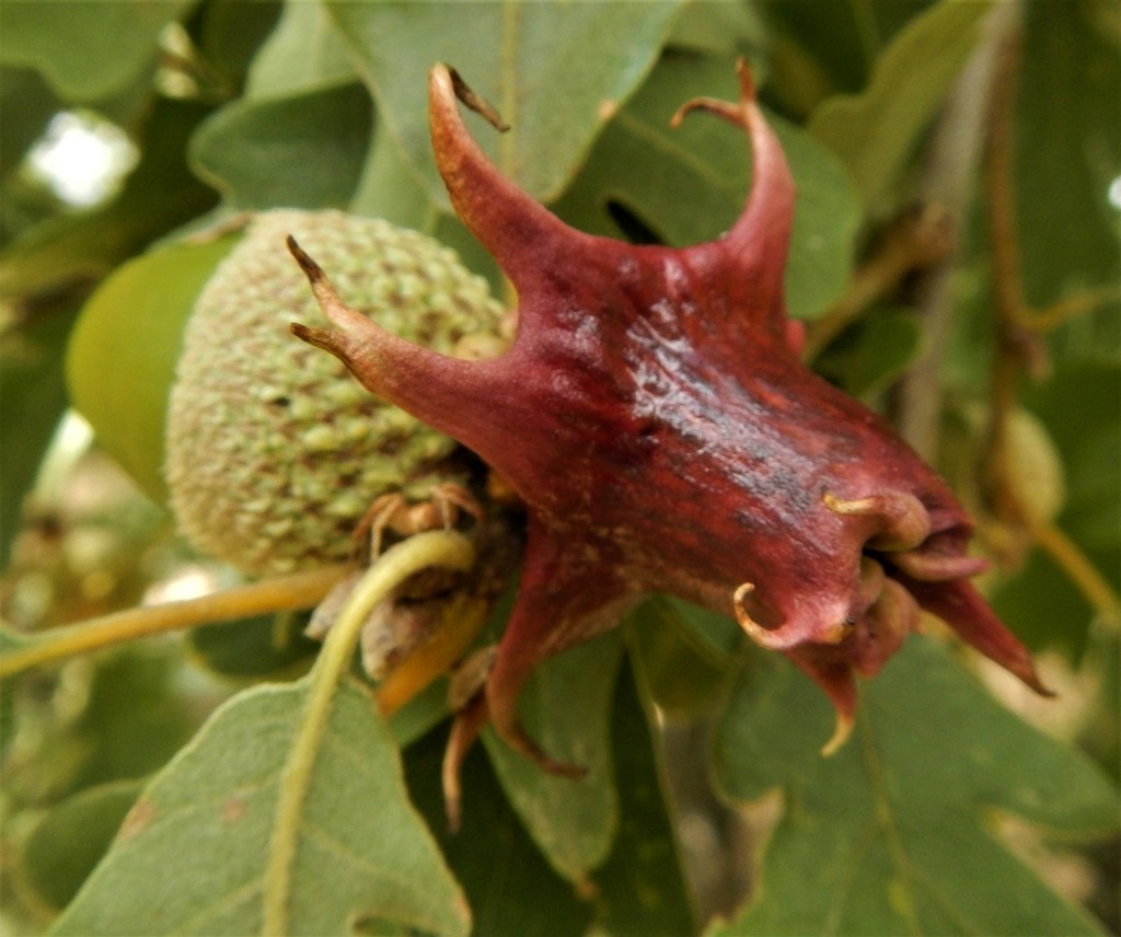 Andricus pictus