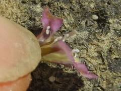 Lindernia procumbens