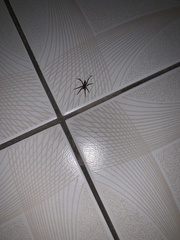 Scotophaeus blackwalli