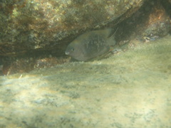 Plectroglyphidodon marginatus