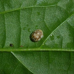 Psyllobora confluens