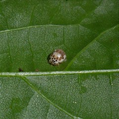 Psyllobora confluens