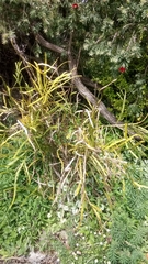 Carmichaelia williamsii