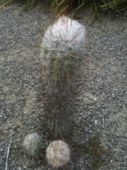 Espostoa lanata