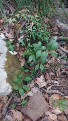 Ruscus hypophyllum