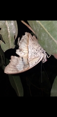 Archaeoprepona amphimachus