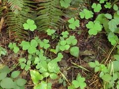 Oxalis trilliifolia