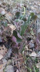 Teucrium scorodonia