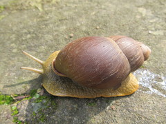 Megalobulimus