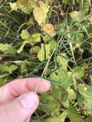 Lespedeza angustifolia