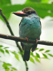 Halcyon malimbica dryas