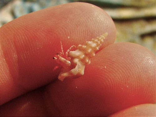Drilliidae