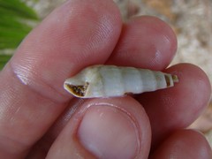 Terebridae