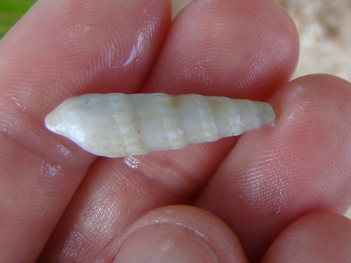 Terebridae