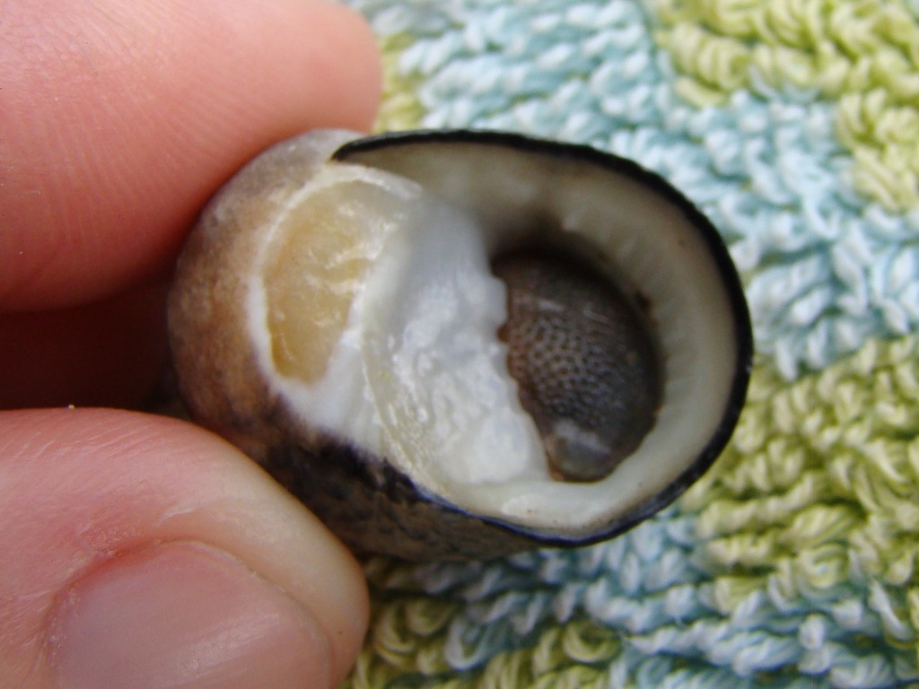 Nerita ocellata