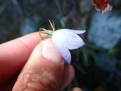 Campanula alaskana