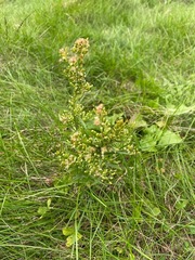 Erigeron canadensis