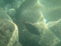 Cantherhines dumerilii