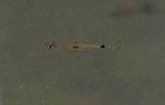 Rasbora elegans