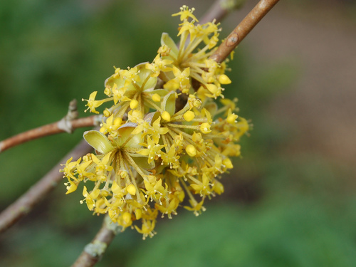 Cornelian cherry