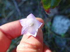 Campanula alaskana