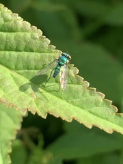 Condylostylus armipes