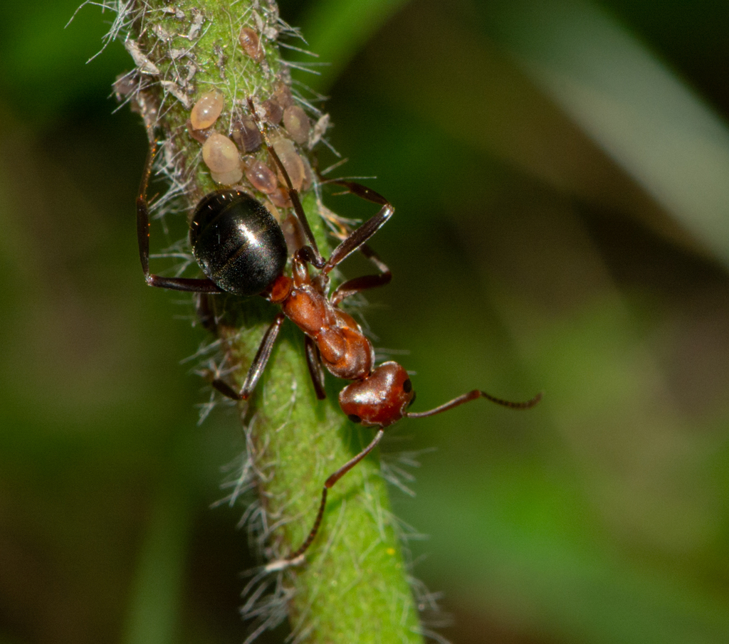 Allegheny Mound Ant (Ants of Virginia) · iNaturalist