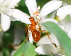 Notoncus spinisquamis