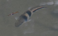 Trigonostigma heteromorpha