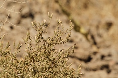 Brickellia microphylla