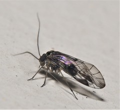 Hyalopsocus striatus