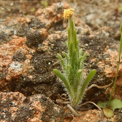 Podotheca angustifolia