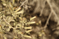 Brickellia microphylla