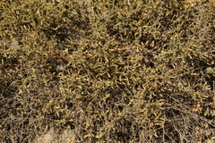 Brickellia microphylla