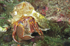 Elassochirus tenuimanus