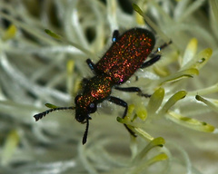Eleale aulicodes